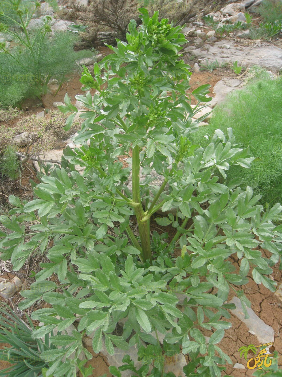 Smyrniopsis aucheri
